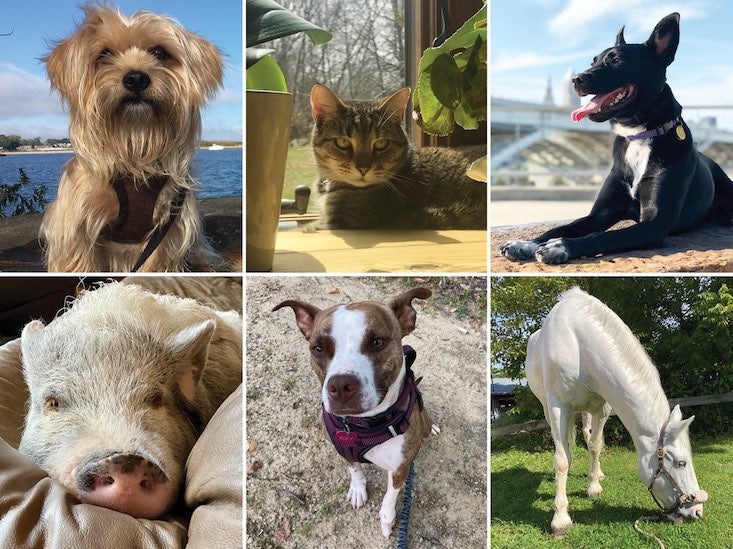 Grid of pet portraits includes 3 dogs, a cat, a horse, and a pig.
