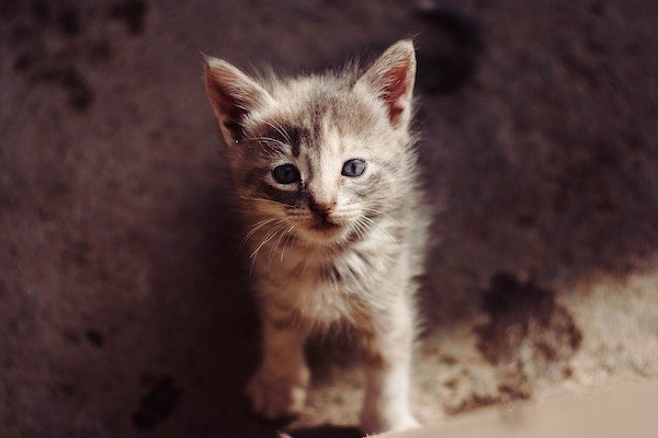 An adorable kitten yearns to be described.