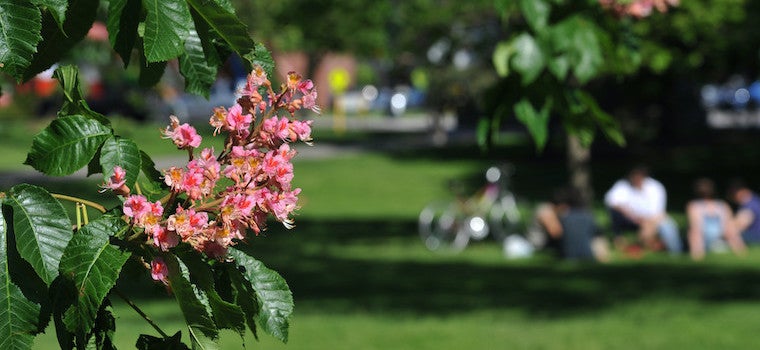 Small pink flowers on Tappan Square.