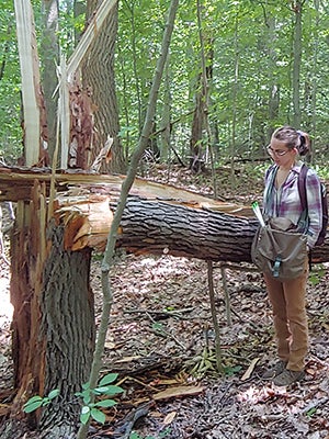 Maya looks at a large, fallen tree in the forest