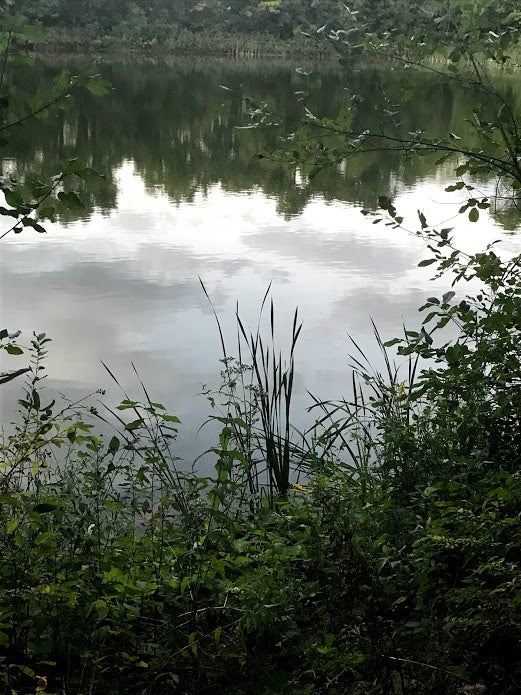 A view of the reservoir in the Arb.