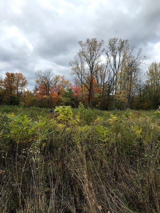 A view of a meadow in the Arb with tall grasses and trees in the background.