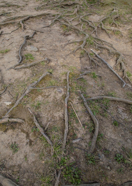Tree roots.