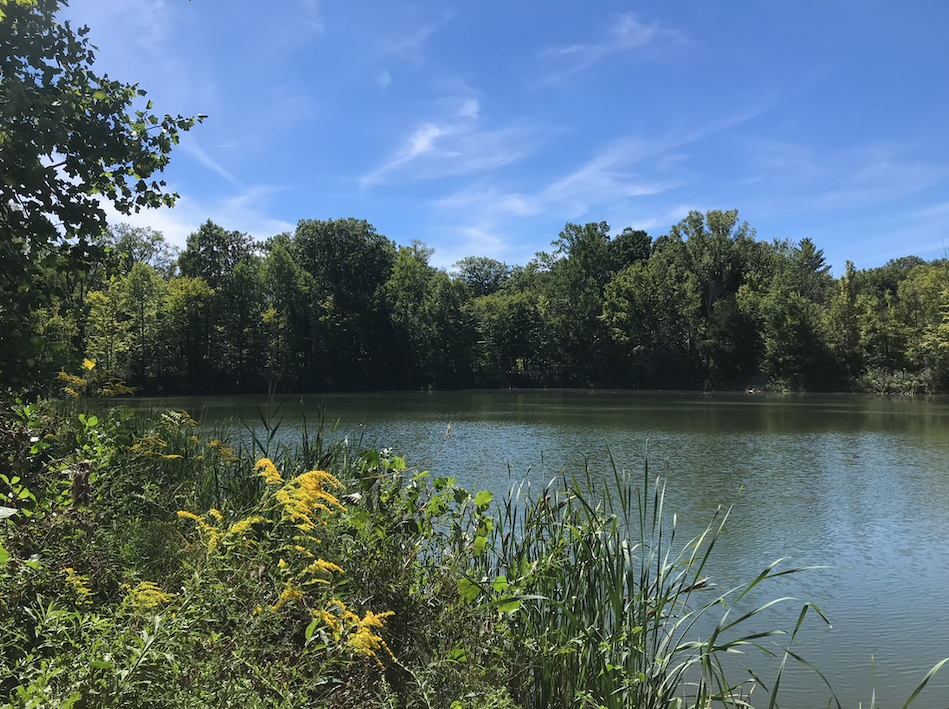 one of the ponds at the Oberlin Arb