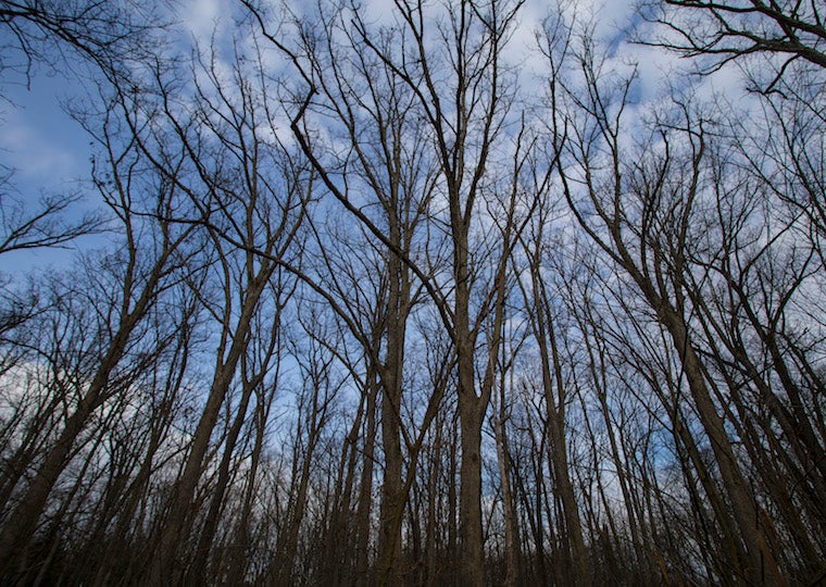 Bare trees in a park.