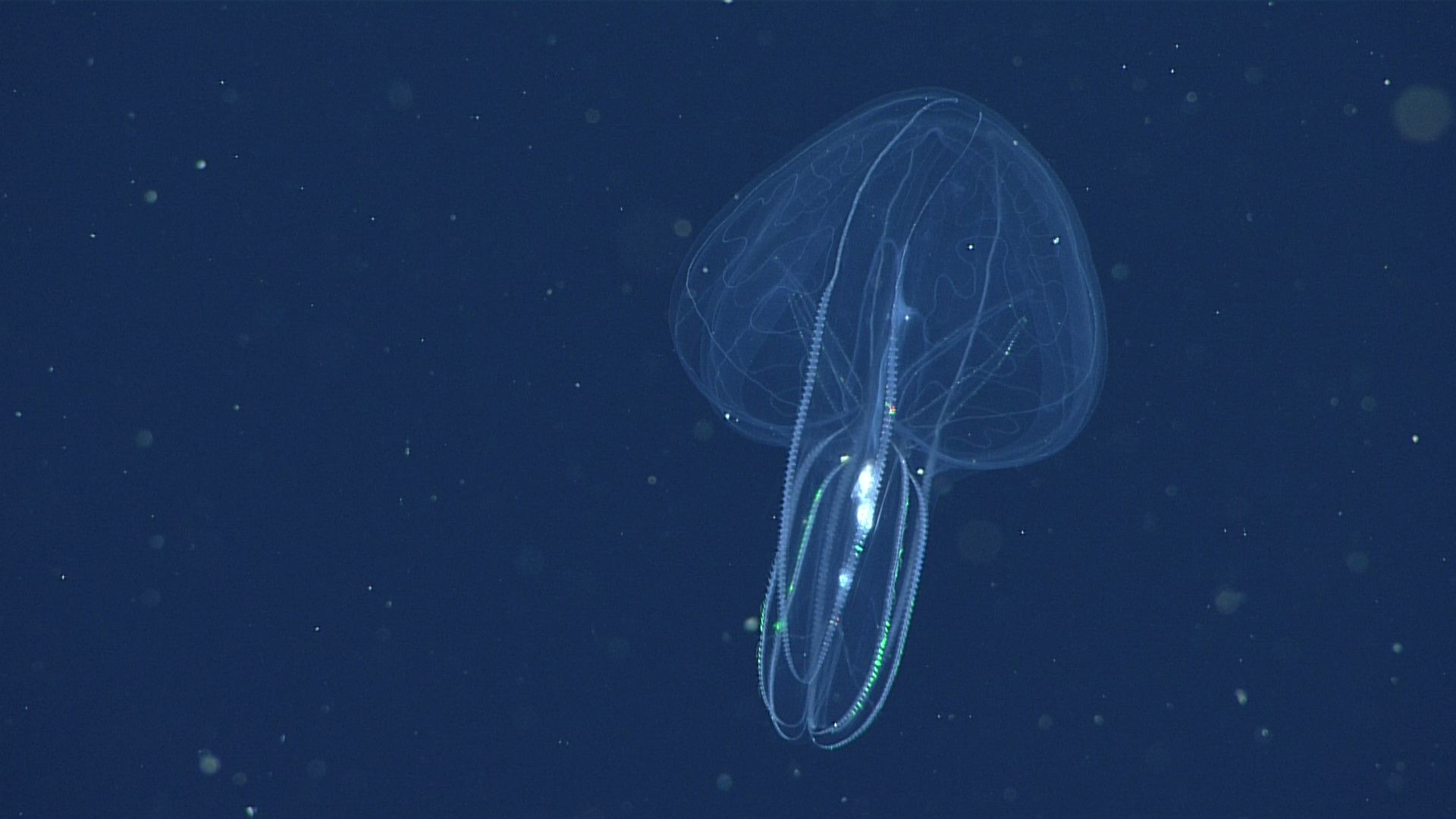 lobed comb jelly.