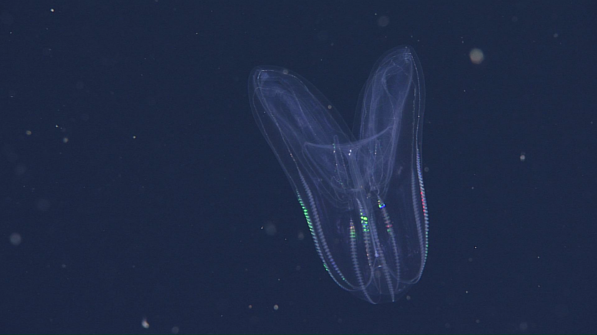 lobed comb jelly.