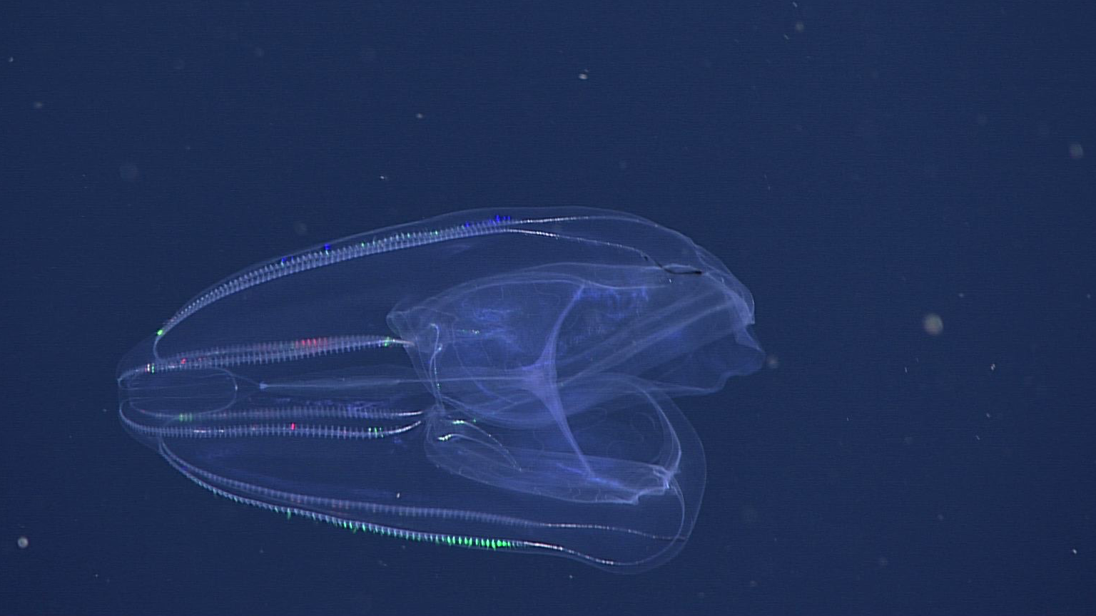 lobed comb jelly.