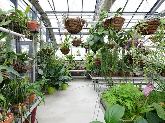 Inside the greenhouse there are many plants, some hanging or on shelves.