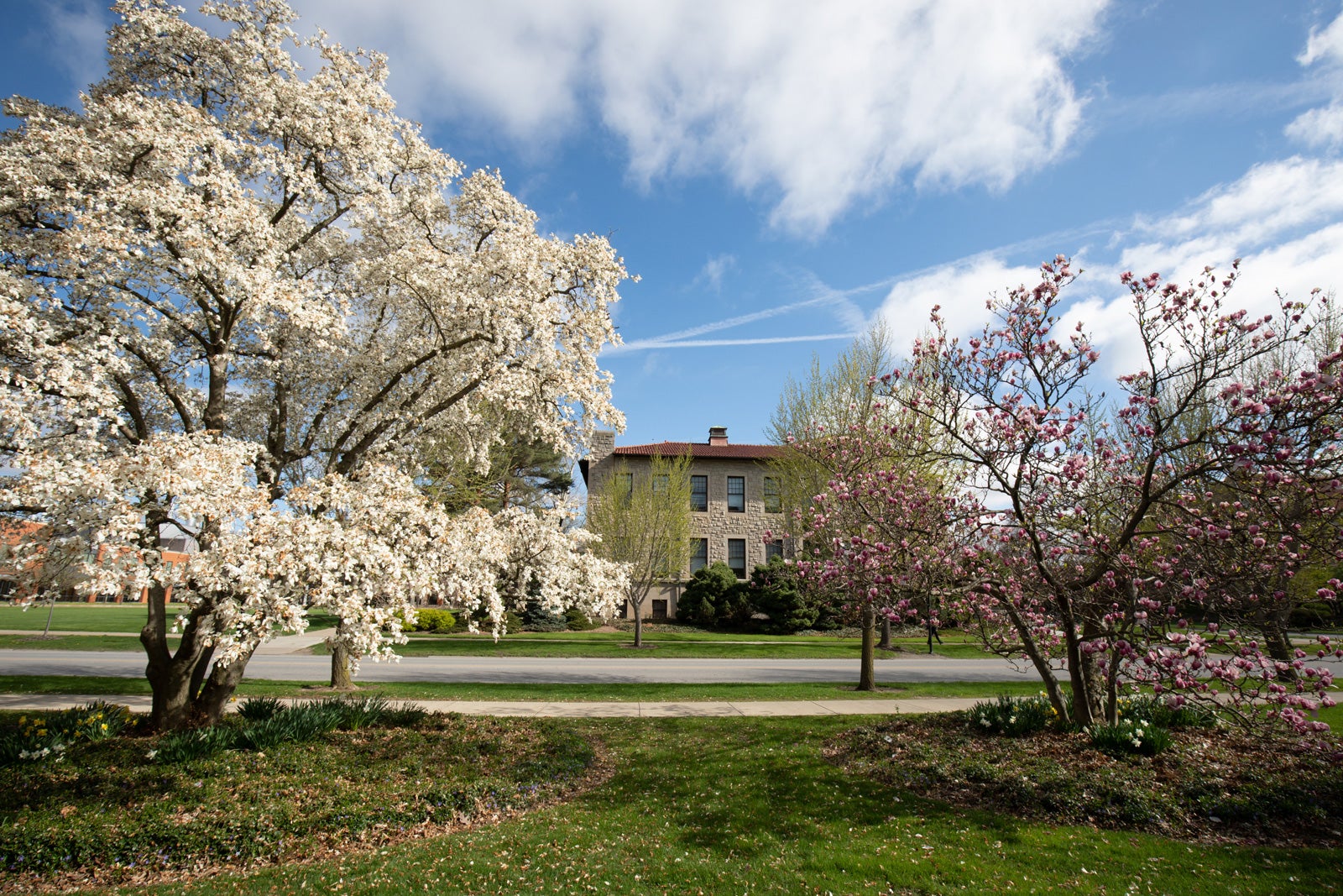 Flowering trees on campus.