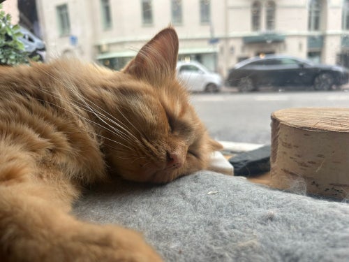 An orange cat sleeping in the window of the cat café