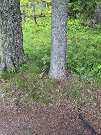 The baby deer in Uutela