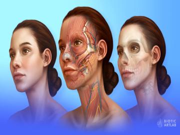 A medical illustration with three faces. Two of the faces reveal the human anatomy of a face.