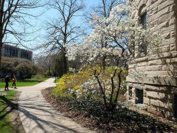 campus pathway in the spring