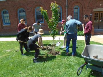 A group of people with shovels and a wheelbarrow plant a sapling.