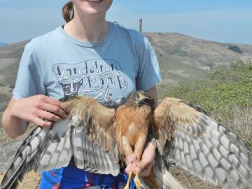 Steph Szarmach ’15 holding a Northern Harrier