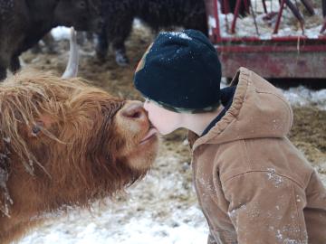 A child kisses a cattle