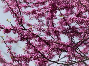 Branches of a flowering tree