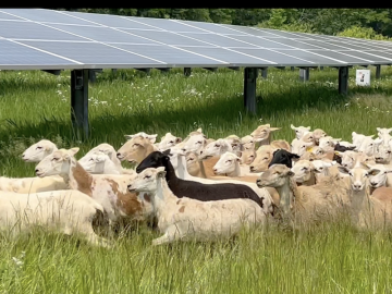 flock of sheep running in front of a solar array.