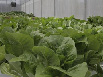 Lettuce growing in a greenhouse.