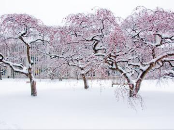 Snow-covered trees in front of a college building