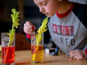 A child drops red dye into a glass with water and a celery stick.