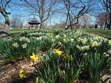 A crop of daffodils in a park.