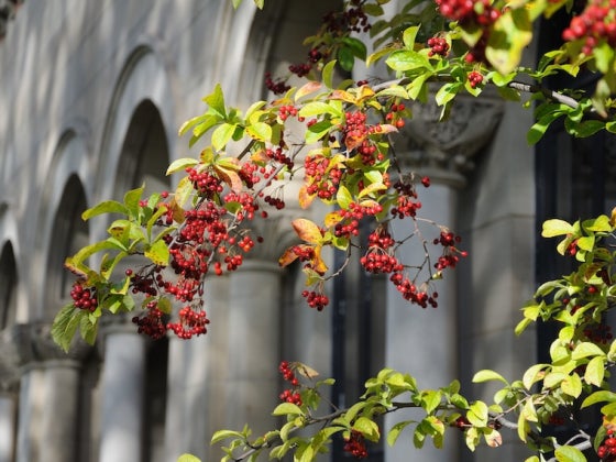 Branch with red berries in front of a stone building.