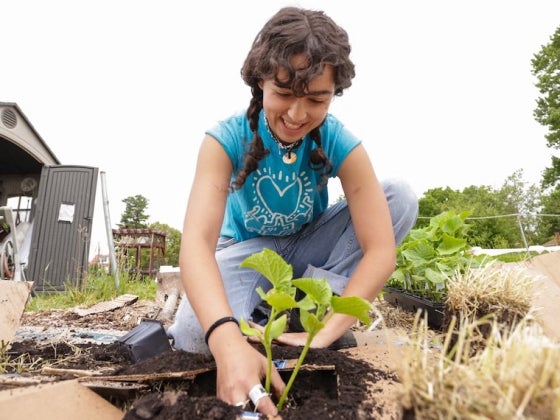 Person planting a seedling in a garden bed.
