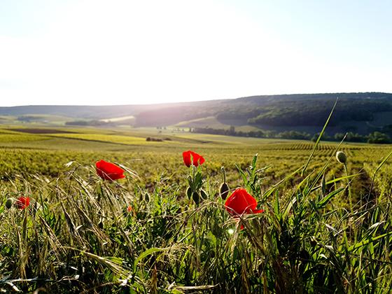 Rolling green fields of Champagne, France with red tulips