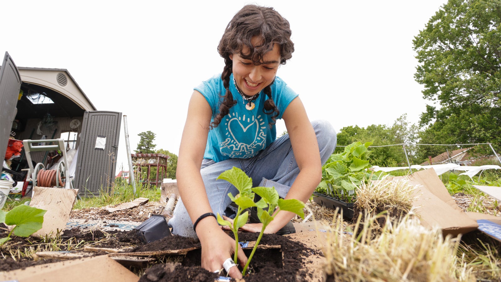 a person wearing a turquoise shirt plants something in the ground