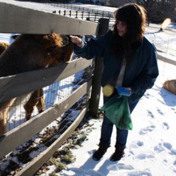 Georgia feeds animals, possibly alpacas, through a fence