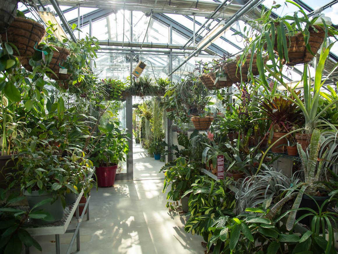 interior of greenhouse with hanging plants on either side