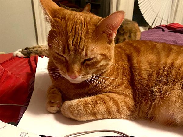 A sleepy orange cat rests on some papers.