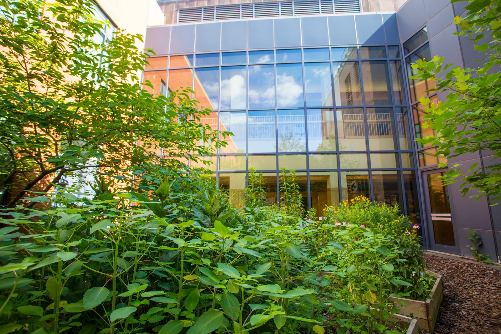 Lush green plants against the glass wall of a building.
