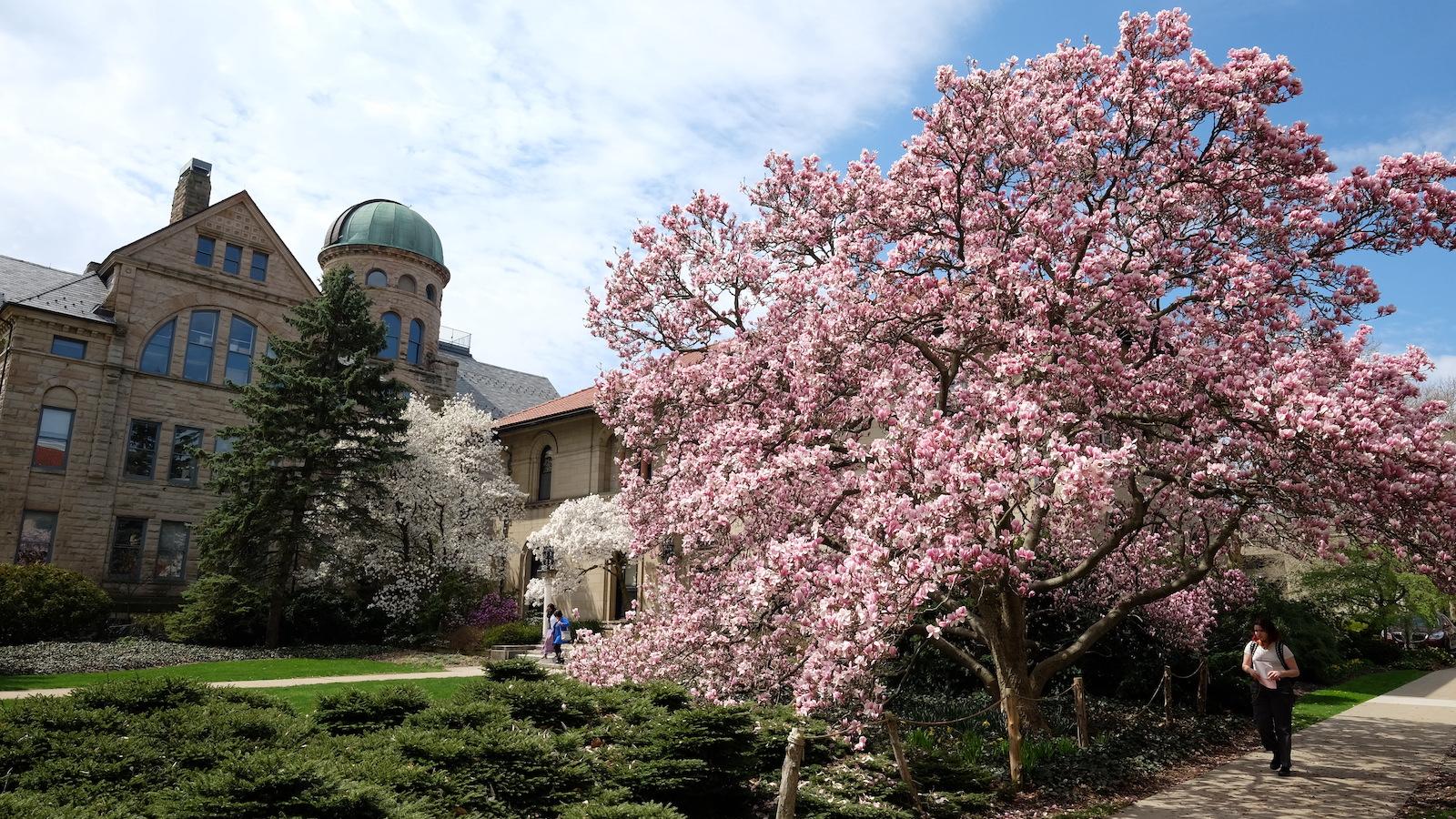 Peters Hall behind a magnolia tree in spring.