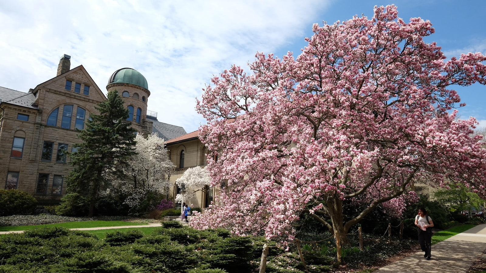 Peters Hall and Cox Administration Building looking over a magnolia tree in spring.