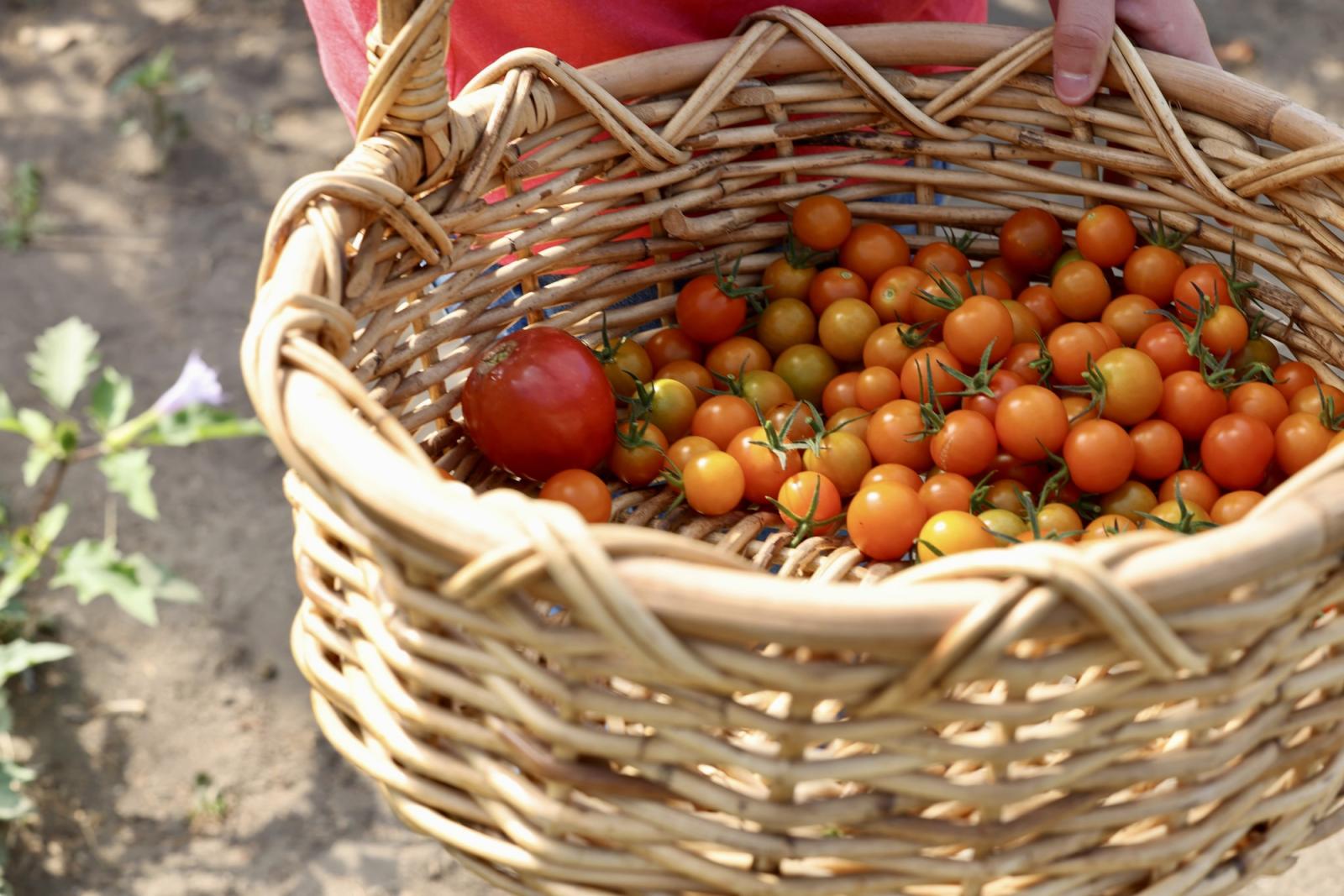 Basket of fresh picked cherry tomatoes