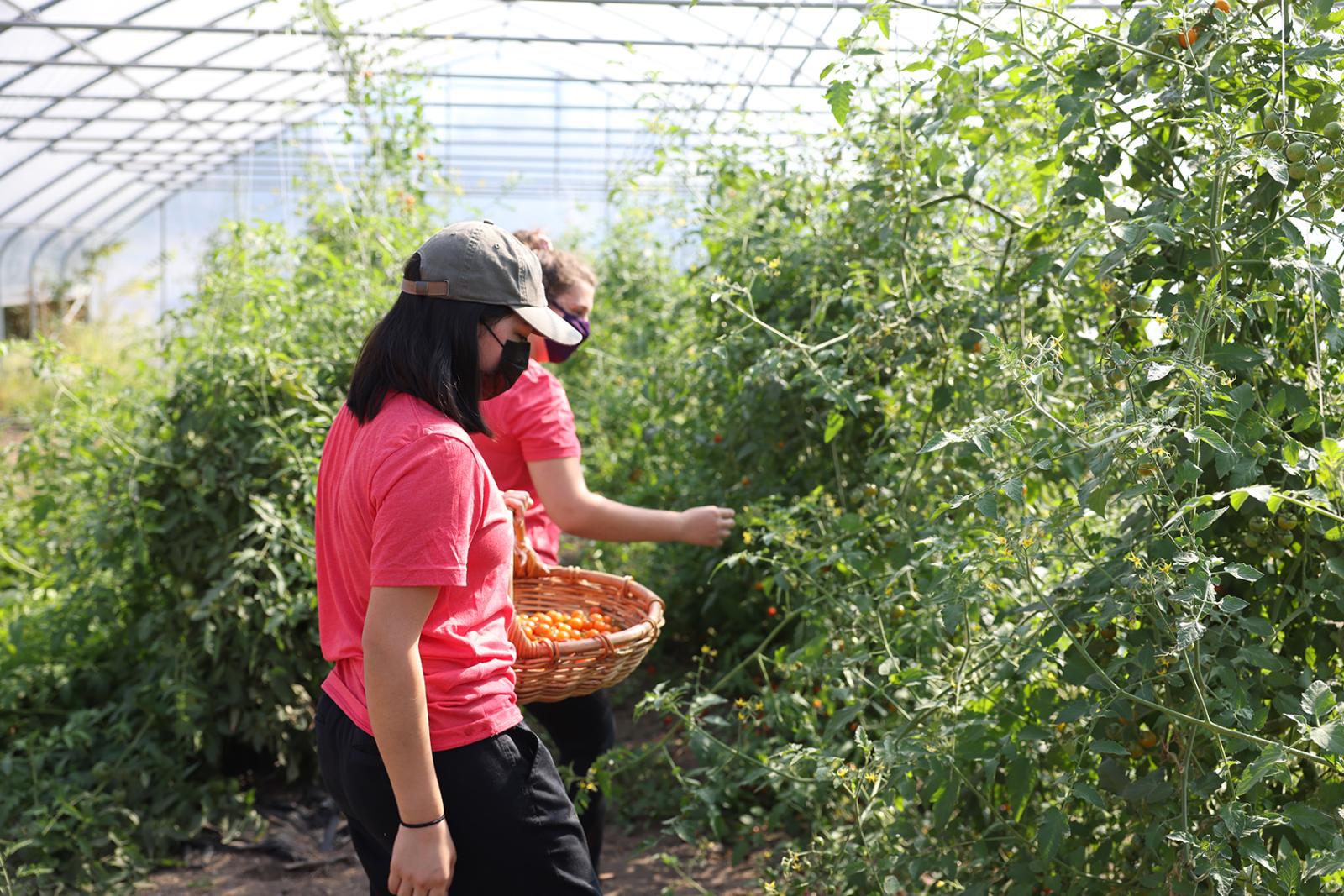 Two students harvest tomatoes in a greenhouse