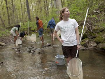 Students wade in a stream, equipped with nets.