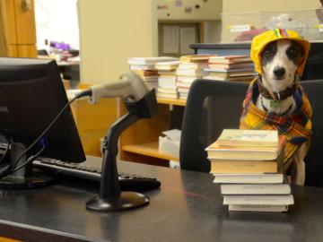 Small dog in a coat seated behind the check out counter at the library