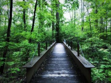 A footbridge leads into lush, green woods.
