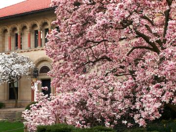 The Cox Administration Building beside a flowering tree in full bloom