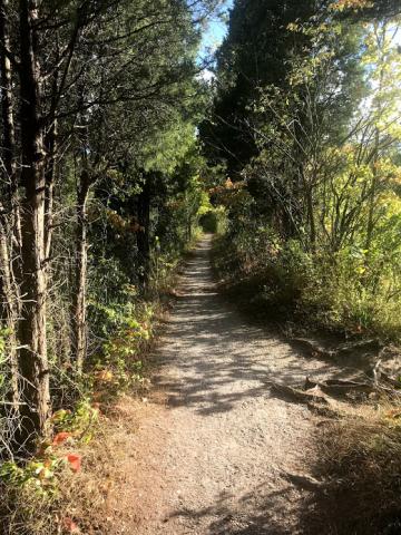 A sunny trail in the Arb surrounded by trees.