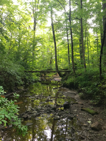 view of trees and a stream in the Oberlin Arb