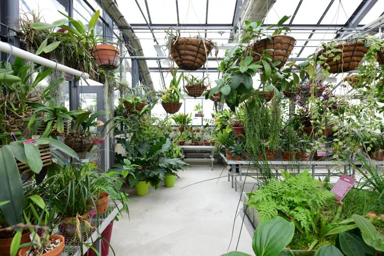 photo of the inside of the Biology Greenhouse