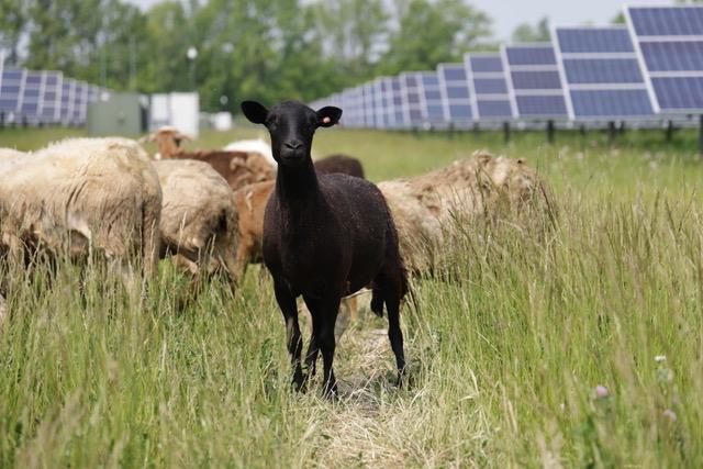 Sheep at the Oberlin solar array.