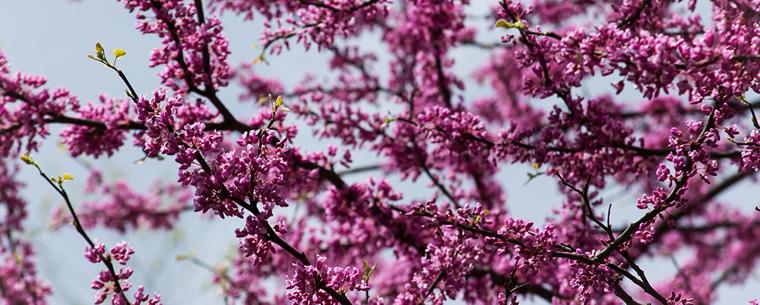 flowering tree in springtime