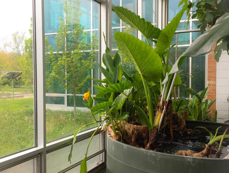 Large plants get sun by the glass wall of the AJLC building lobby.