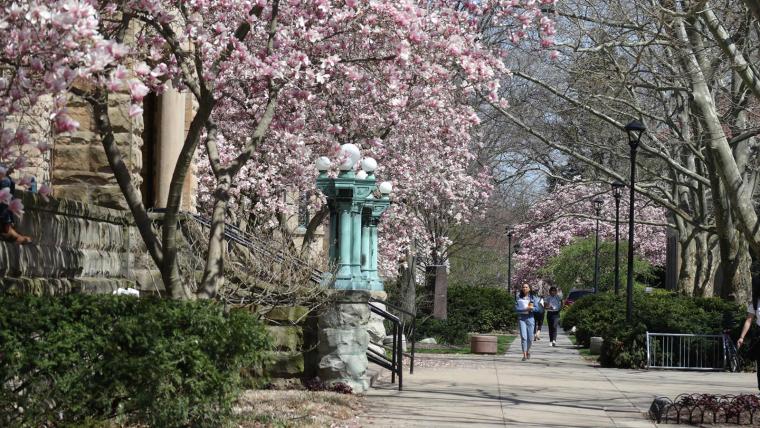 A photo of magnolia trees on Oberlin's campus.